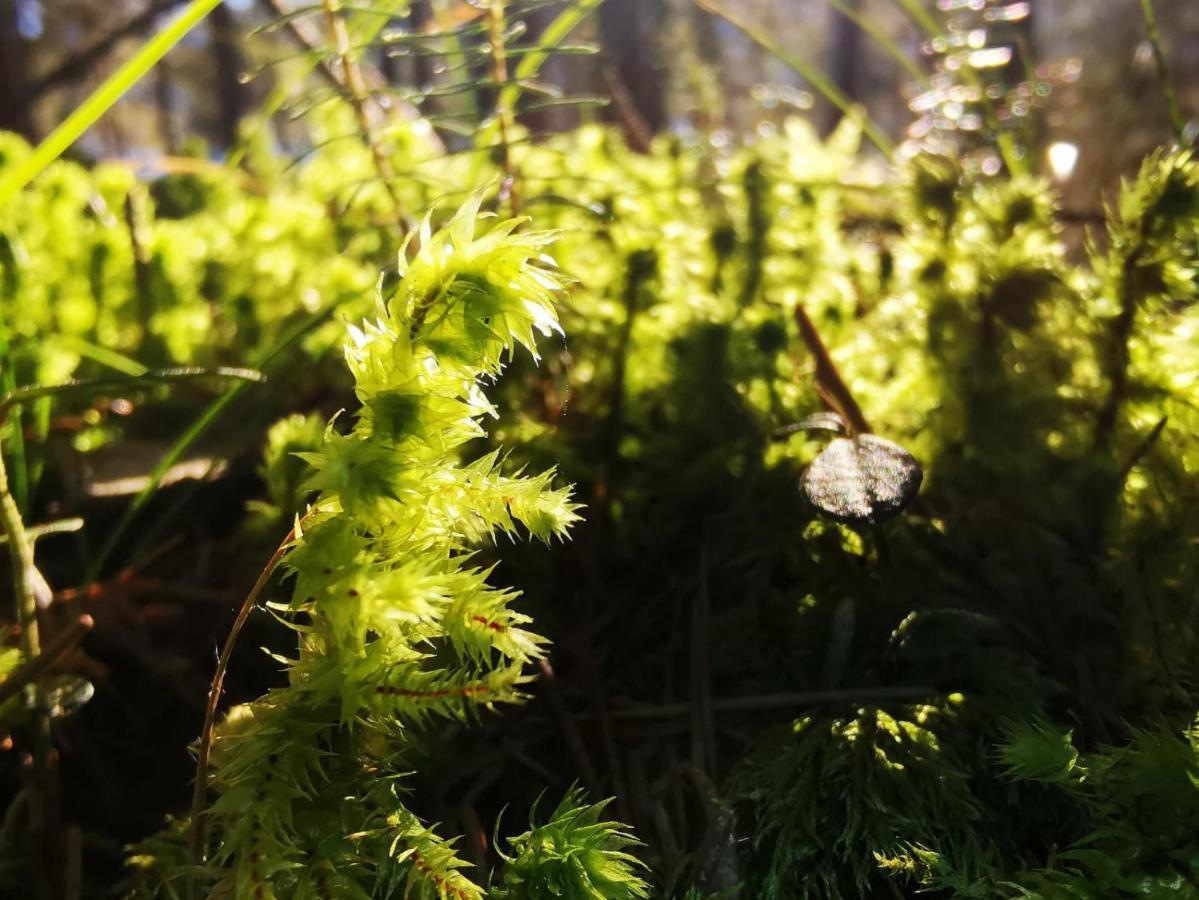 Landhotel Haeuserl Im Wald Grobming Exteriör bild